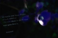 die blaue Blume