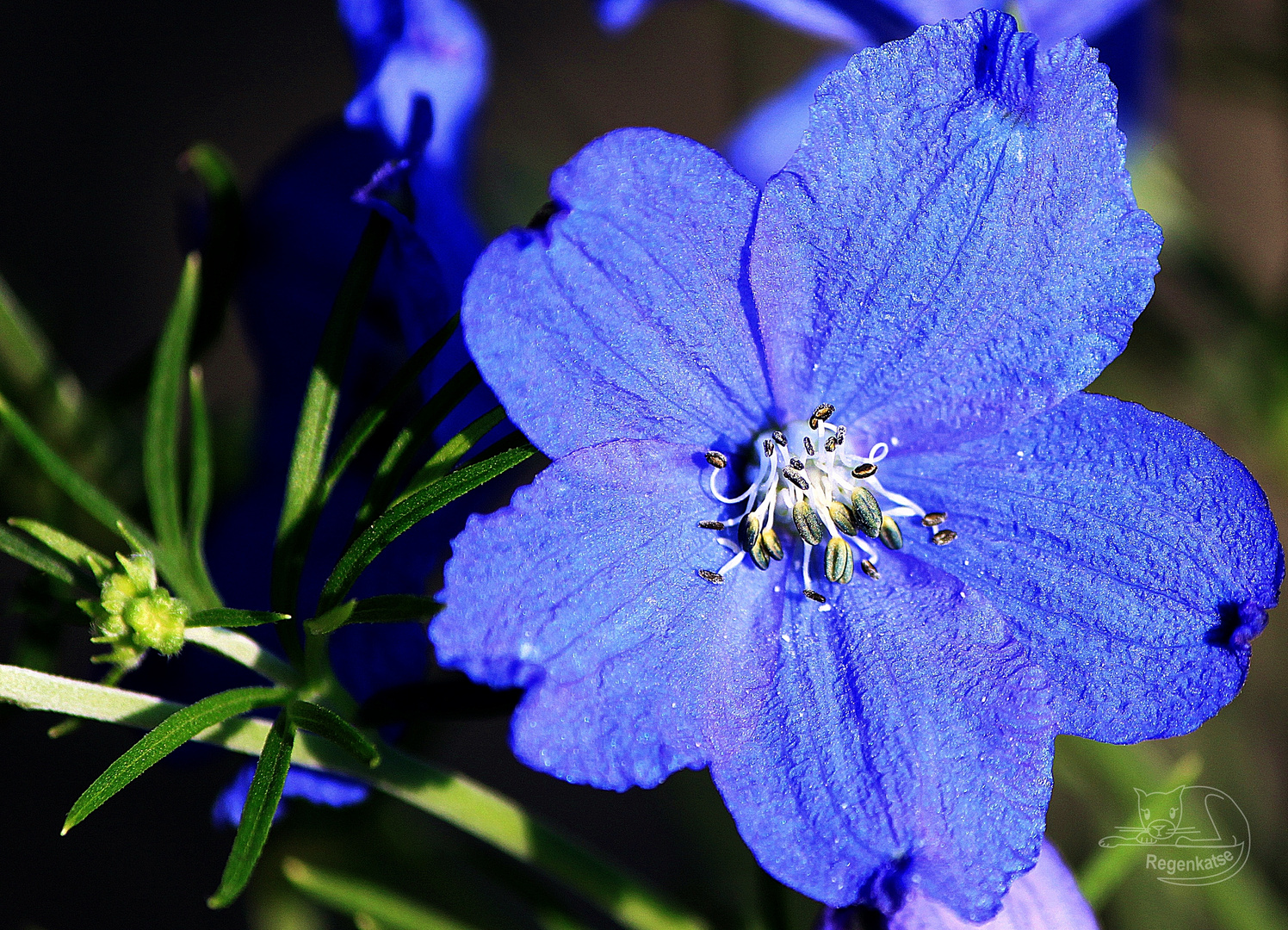 Die blaue Blume