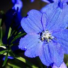 Die blaue Blume
