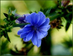 Die blaue Blume ...