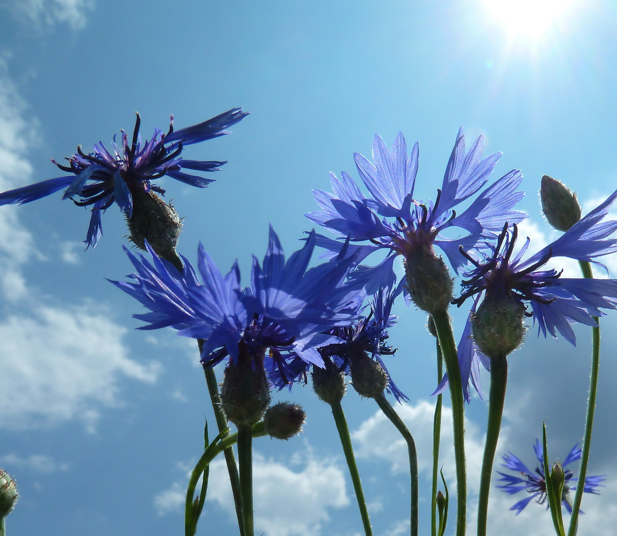 Die blaue Blume