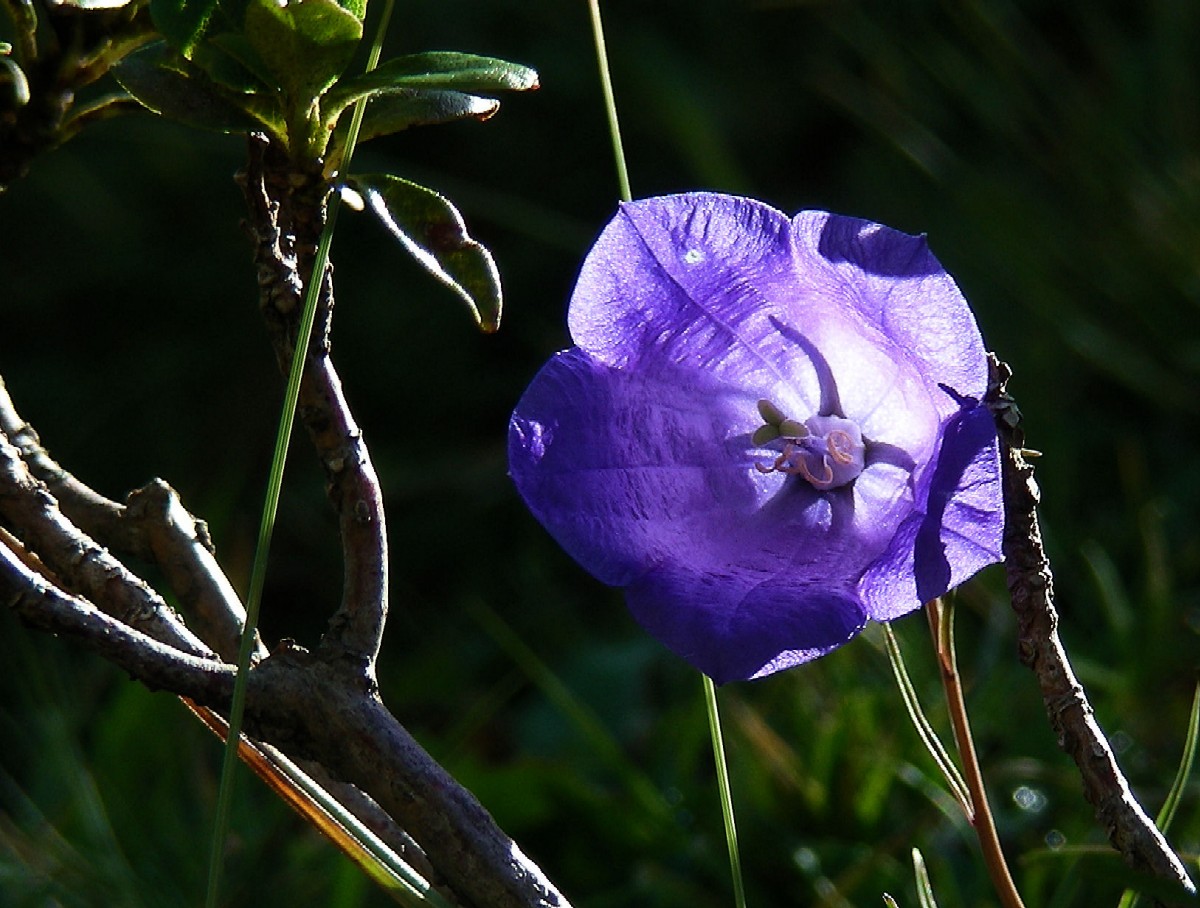 Die Blaue Blume,