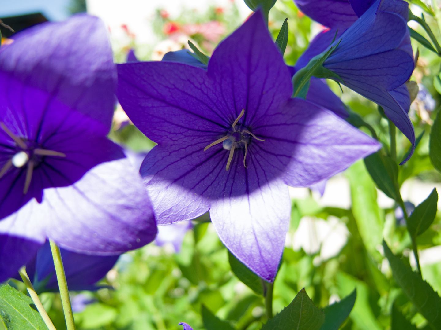 Die blaue Blume der Hoffnung