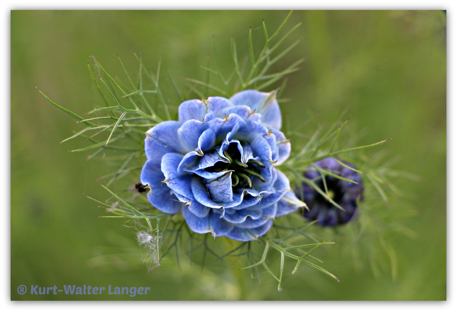 Die blaue Blume der Moderne