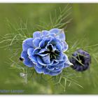 Die blaue Blume der Moderne