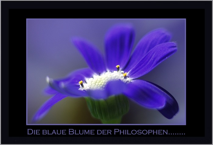 Die blaue Blume der Philosophen....