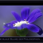 Die blaue Blume der Philosophen....