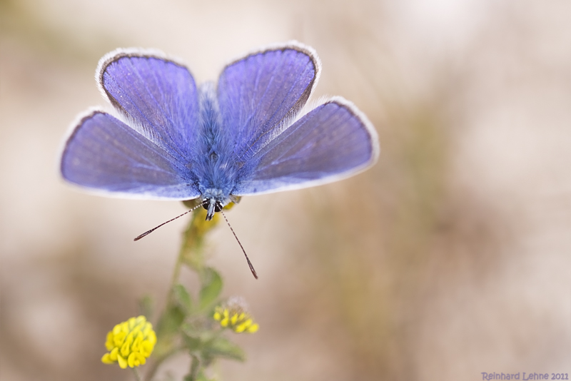 Die Blaue Blume der Romantik....