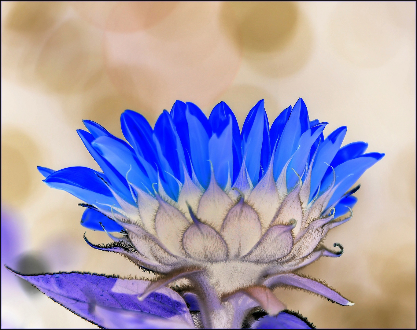 Die blaue Blume der Romantik