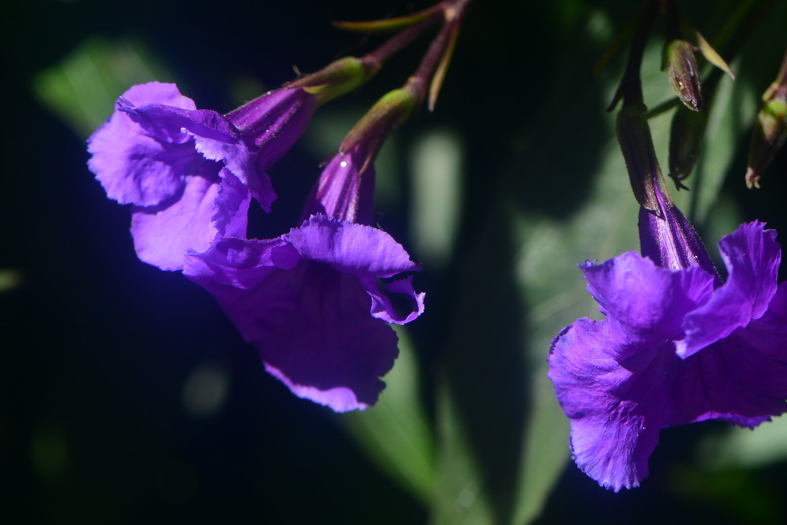 Die blaue Blume der Romantik