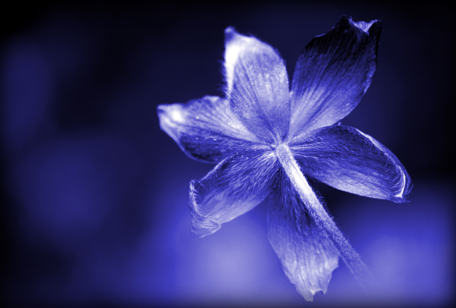 Bild Blaue Blumen: Unlocking the Essence of Serenity and Grace