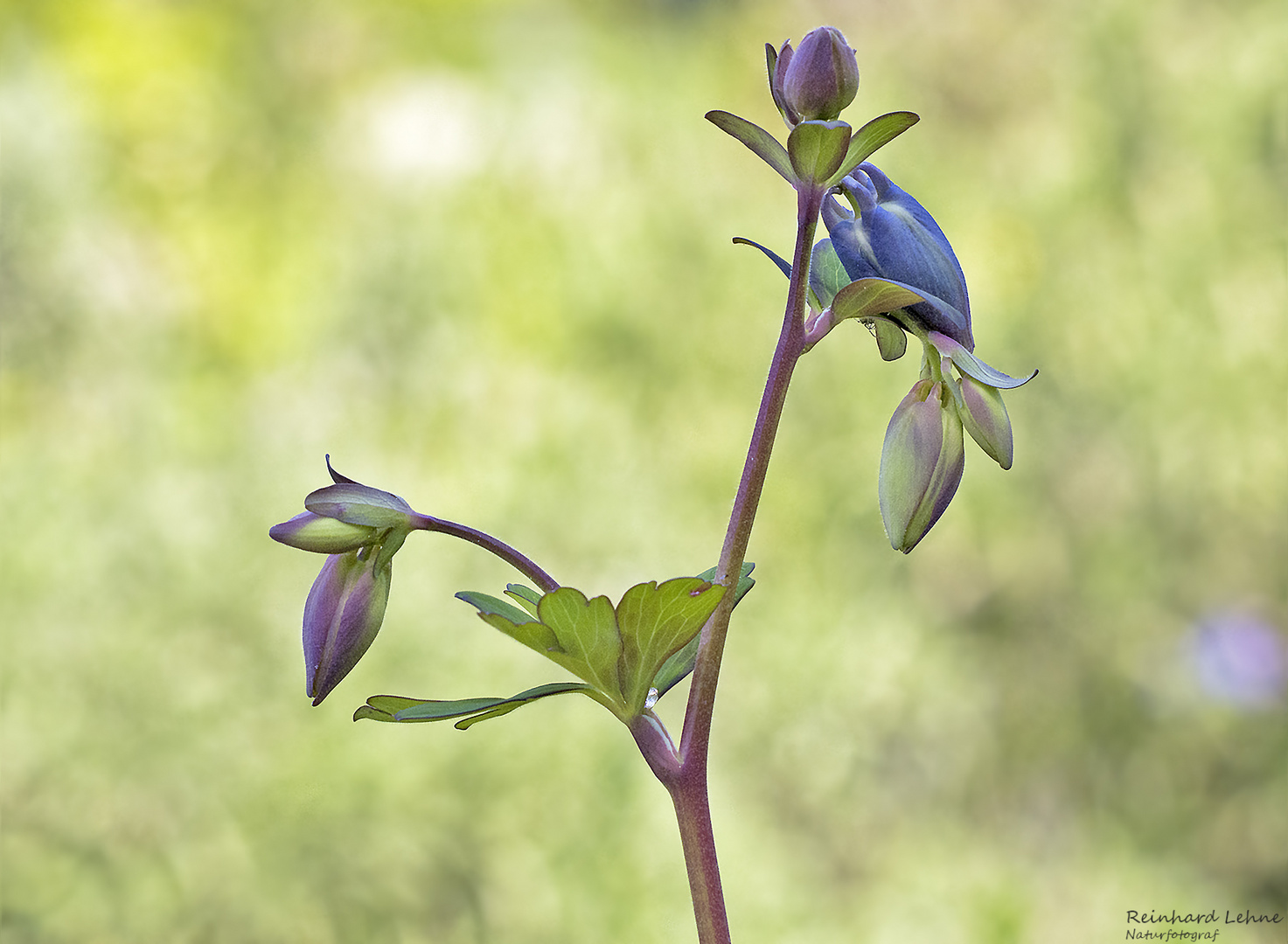  Die blaue Blume der Romantik...