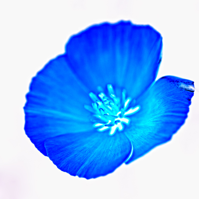 Die Blaue Blume der Romantik