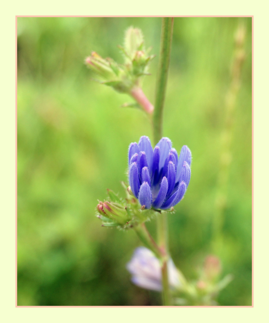 Die blaue Blume der Romantik 