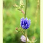 Die blaue Blume der Romantik 