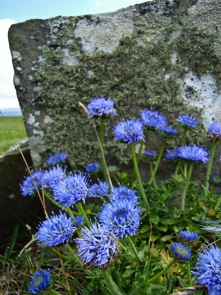 Die blaue Blume der Sehnsucht