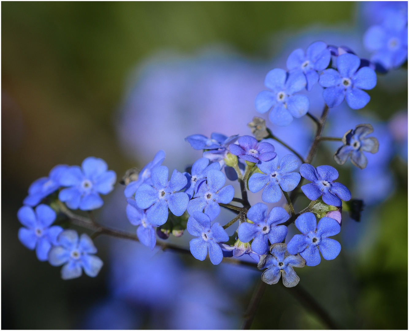 Die Blaue Blume der Sehnsucht !