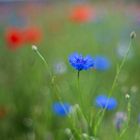 Die blaue Blume