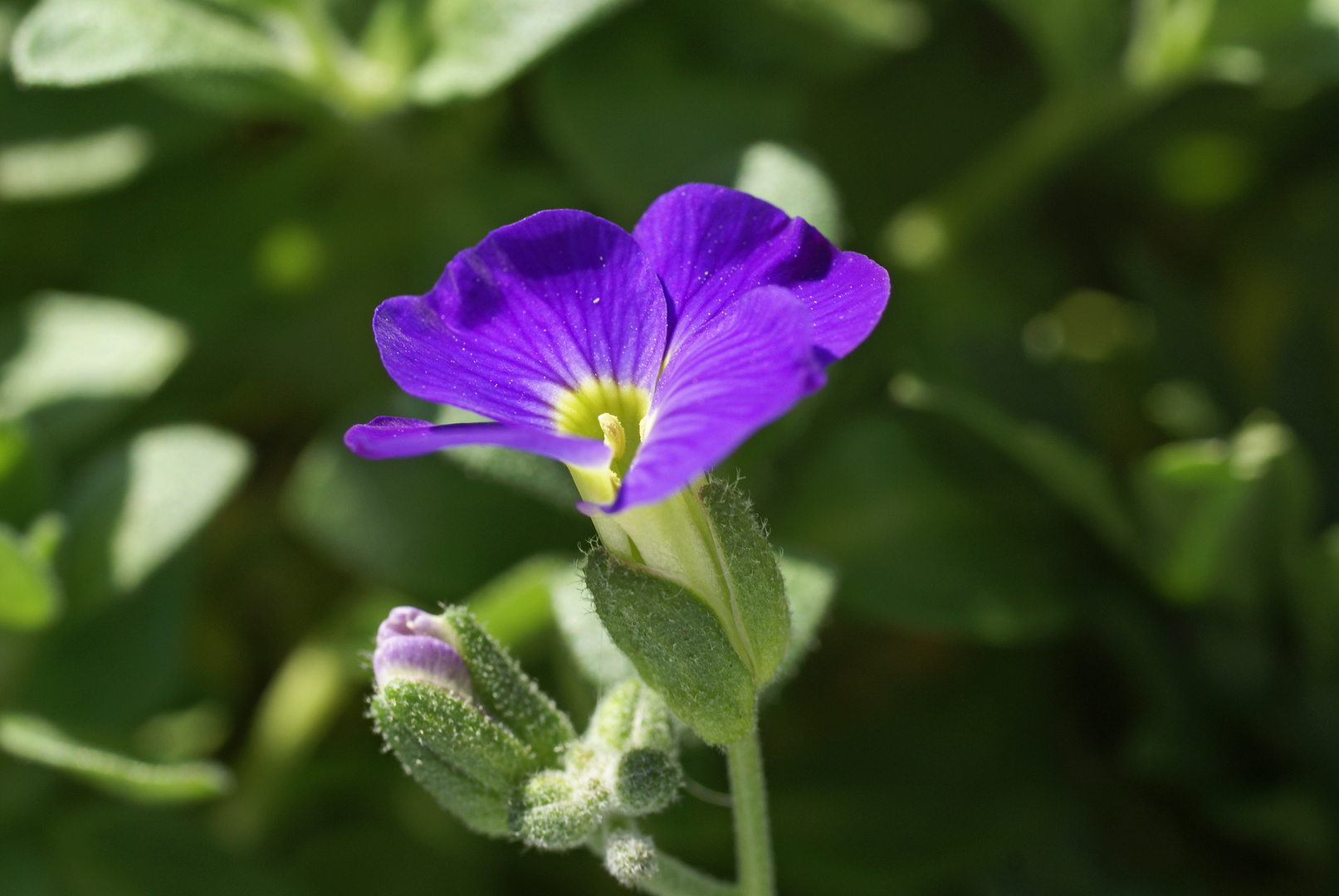 Die blaue Blume