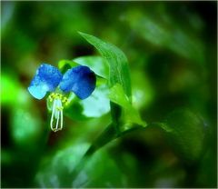 die blaue Blume
