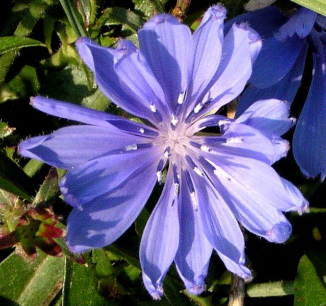 Die blaue Blume