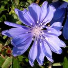 Die blaue Blume