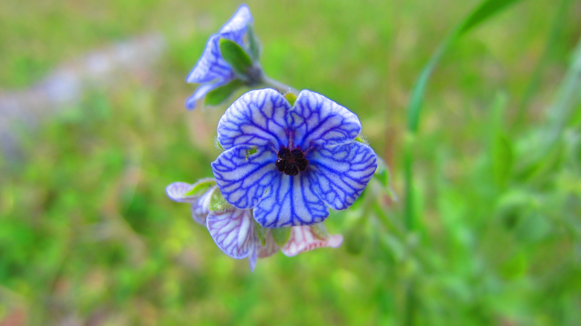 Die Blaue Blume: ENDLICH ENTDECKT!