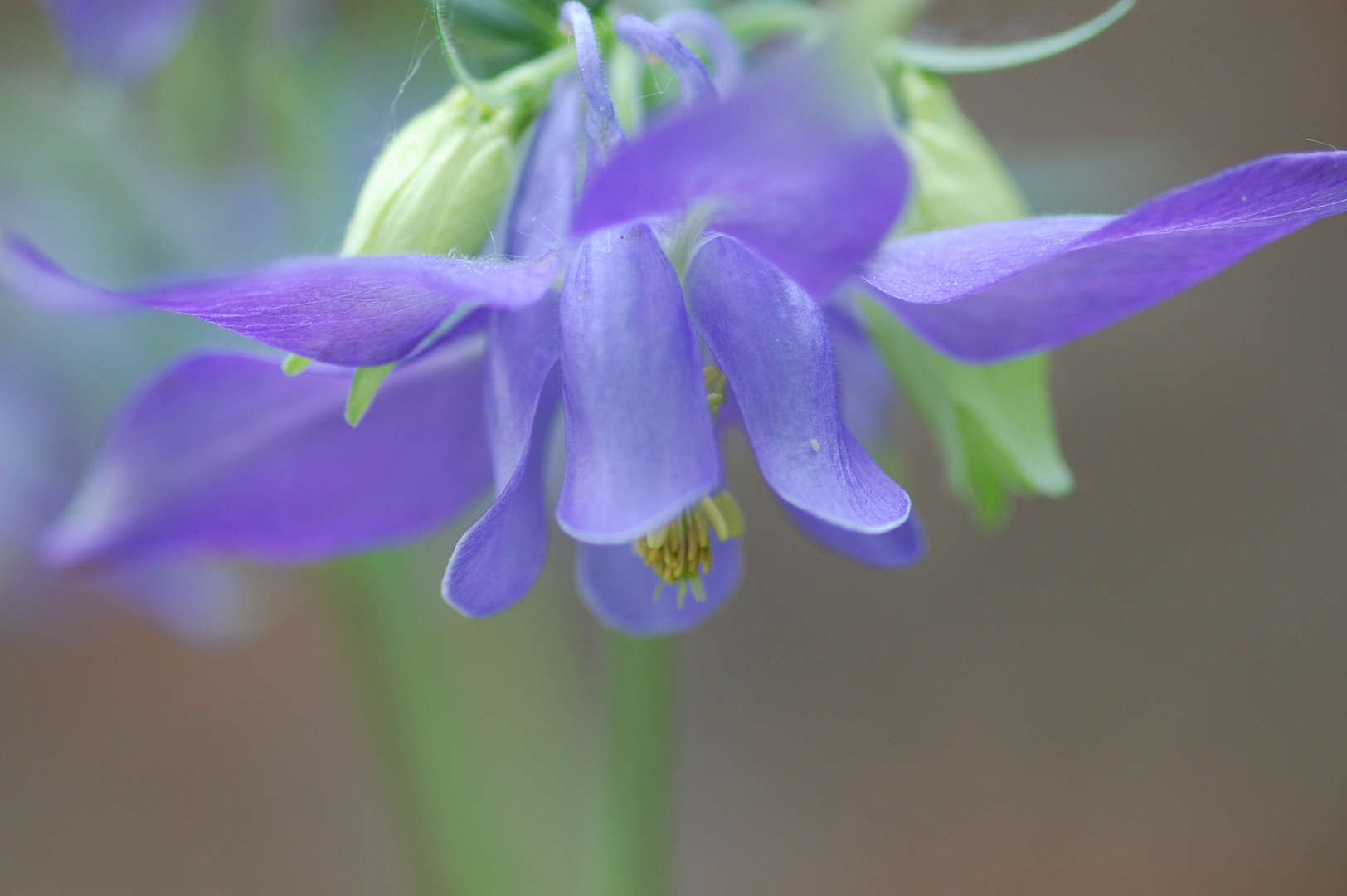 die blaue Blume ...