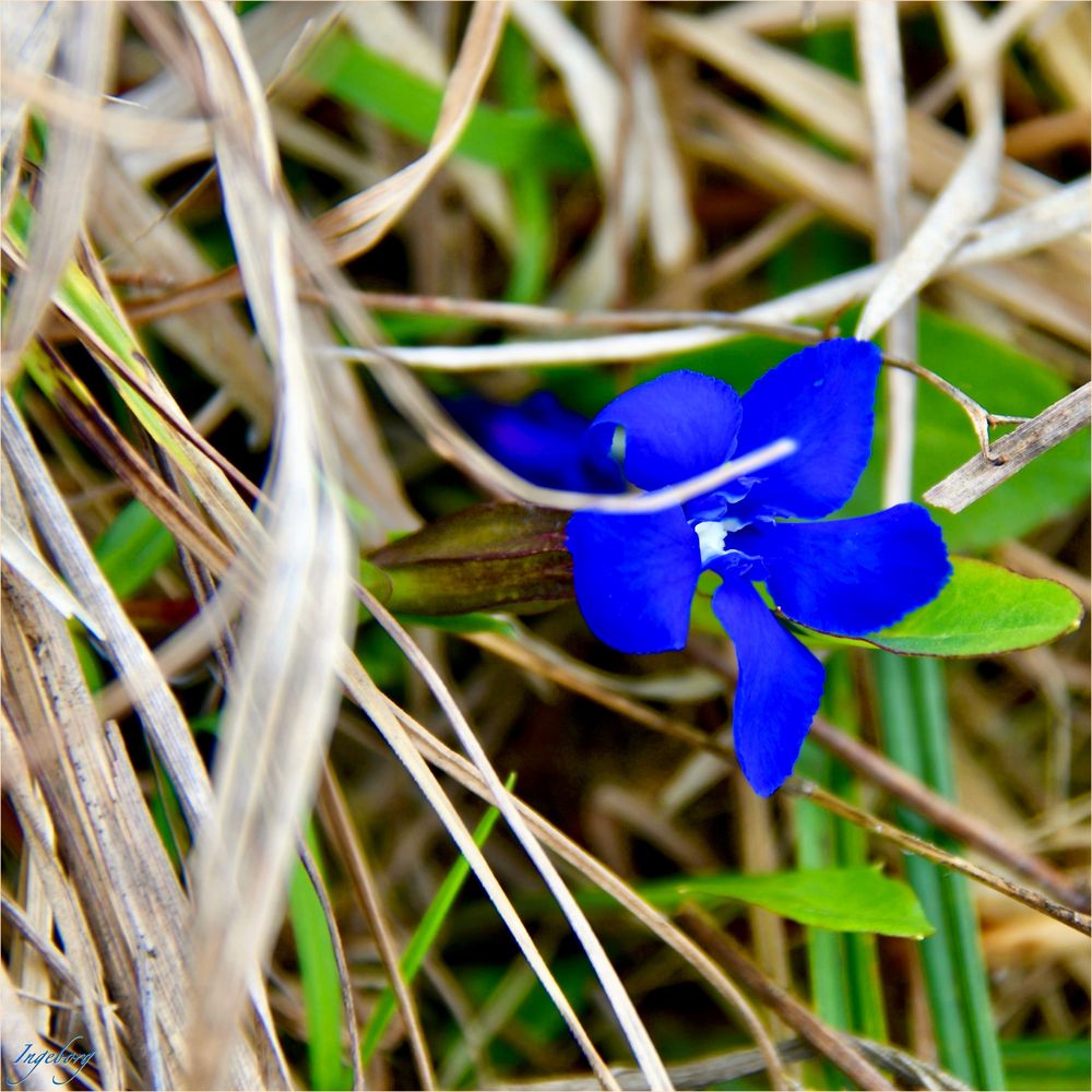 . . . die blaue Blume fein . . . 