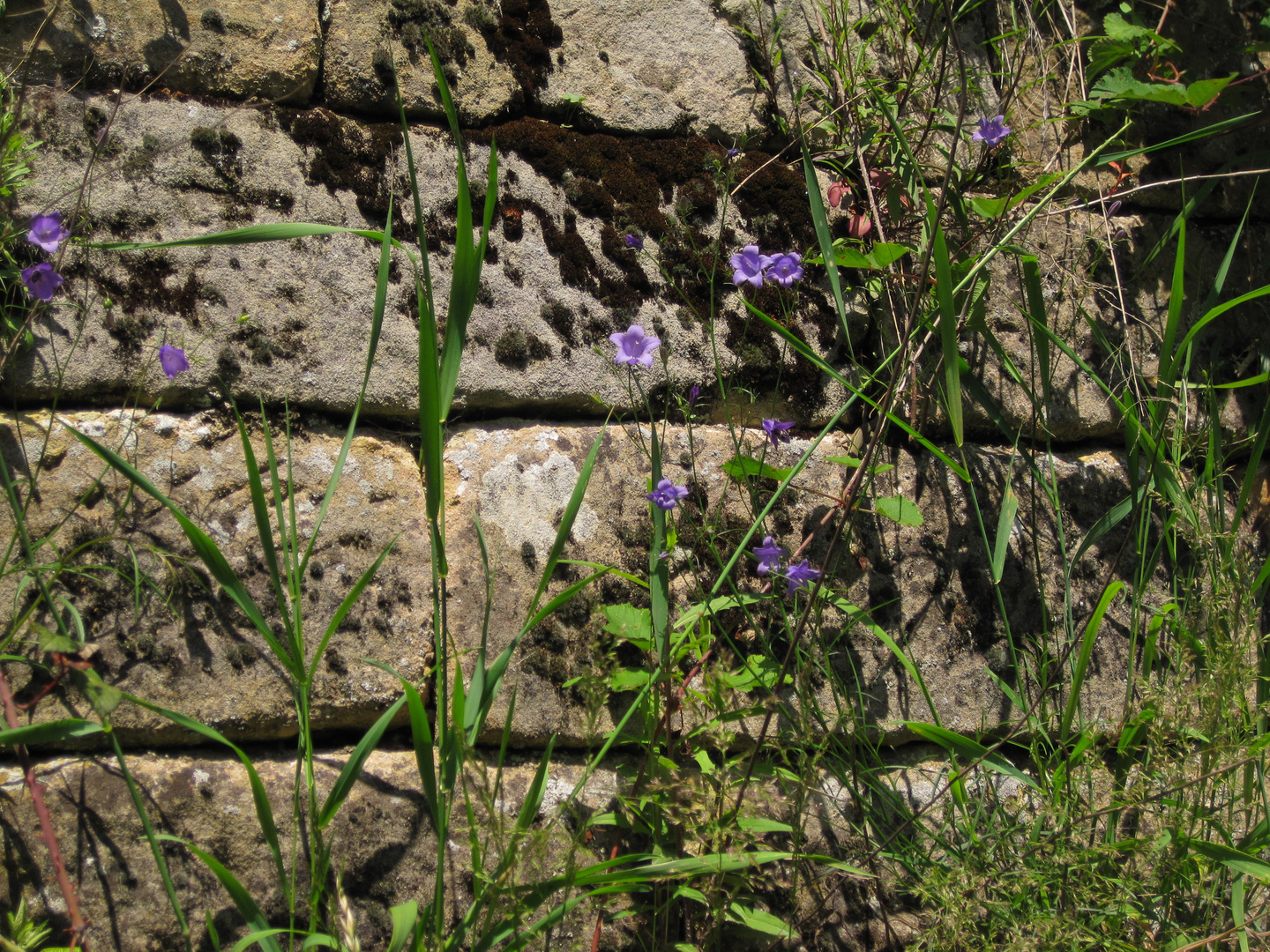 Die blaue Blume - gefunden