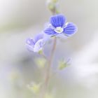 Die Blaue Blume II