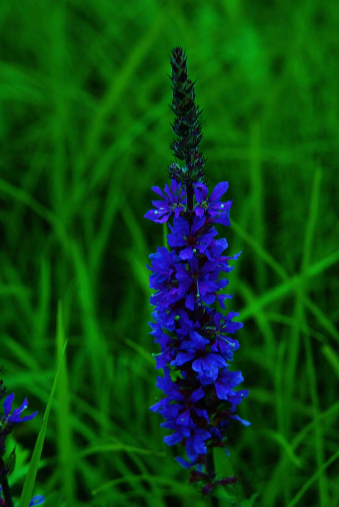 Die Blaue Blume im grünen Gras