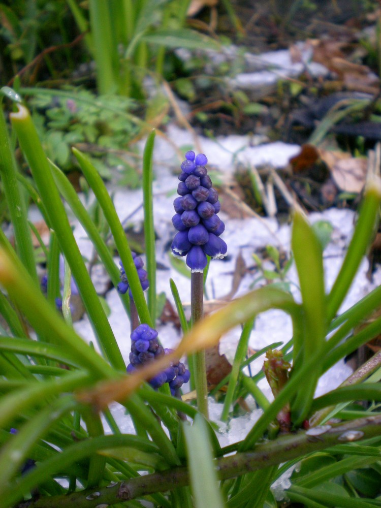 Die blaue Blume im Schnee