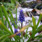 Die blaue Blume im Schnee