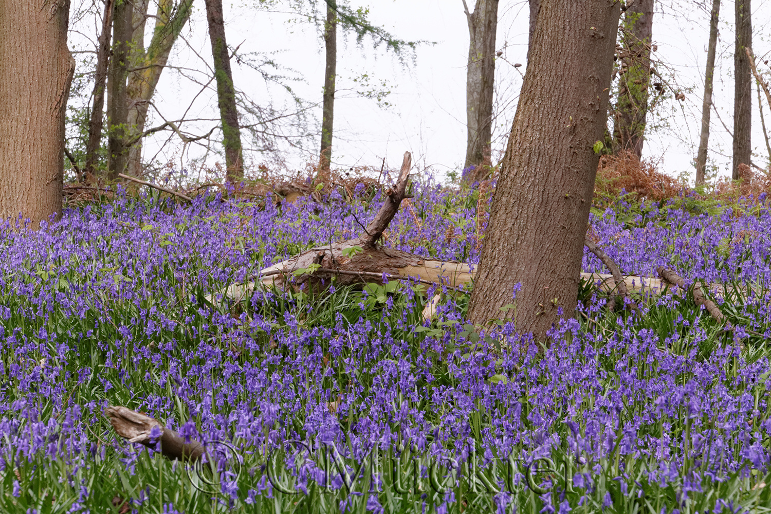 Die blaue Blume in Baal 1