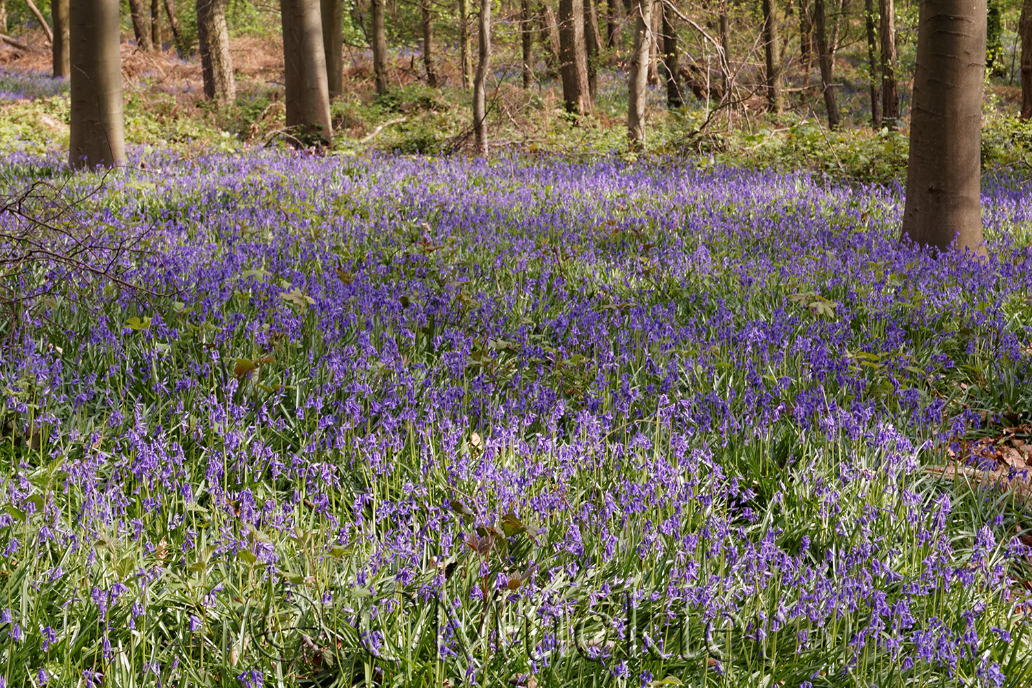 Die blaue Blume in Baal 2