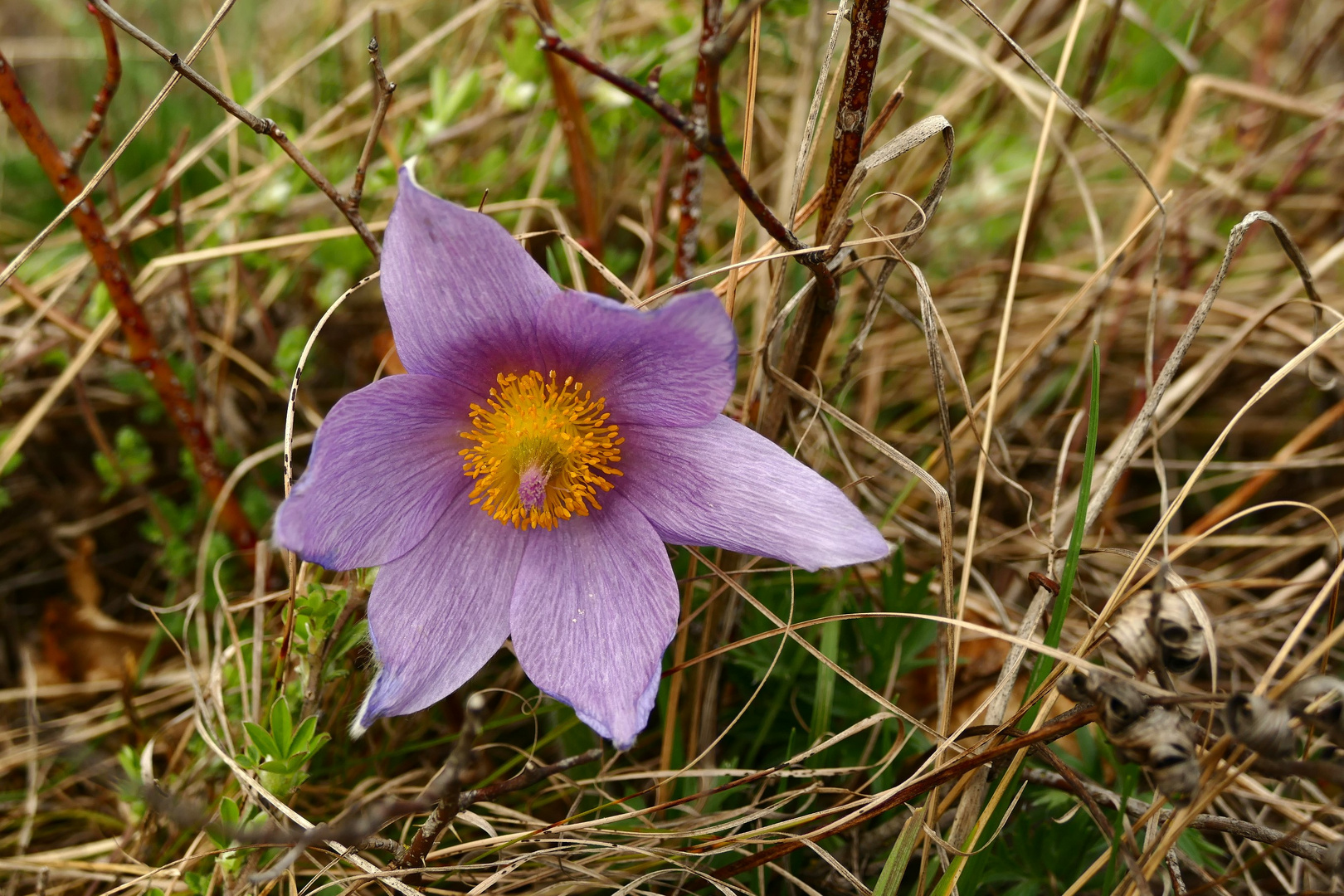 Die blaue Blume meiner Sehnsucht