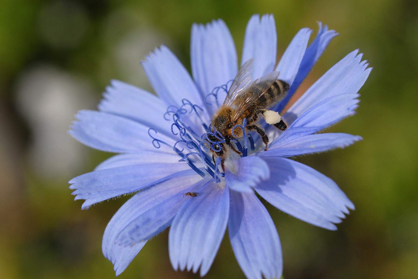 Die blaue Brille