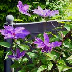 die blaue Clematis blüht