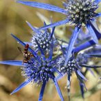 Die blaue Distel