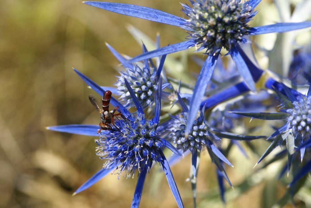 Die blaue Distel