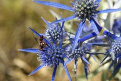 Die blaue Distel