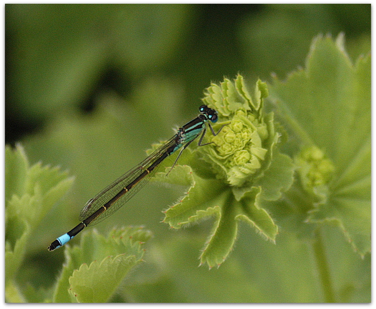 Die Blaue