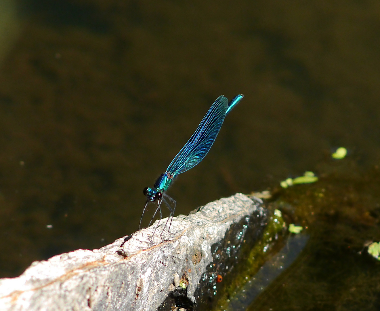 die blaue Eiserne