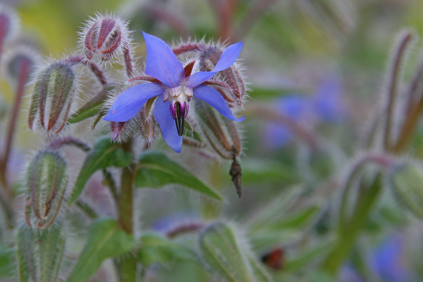 Die blaue Erwartung