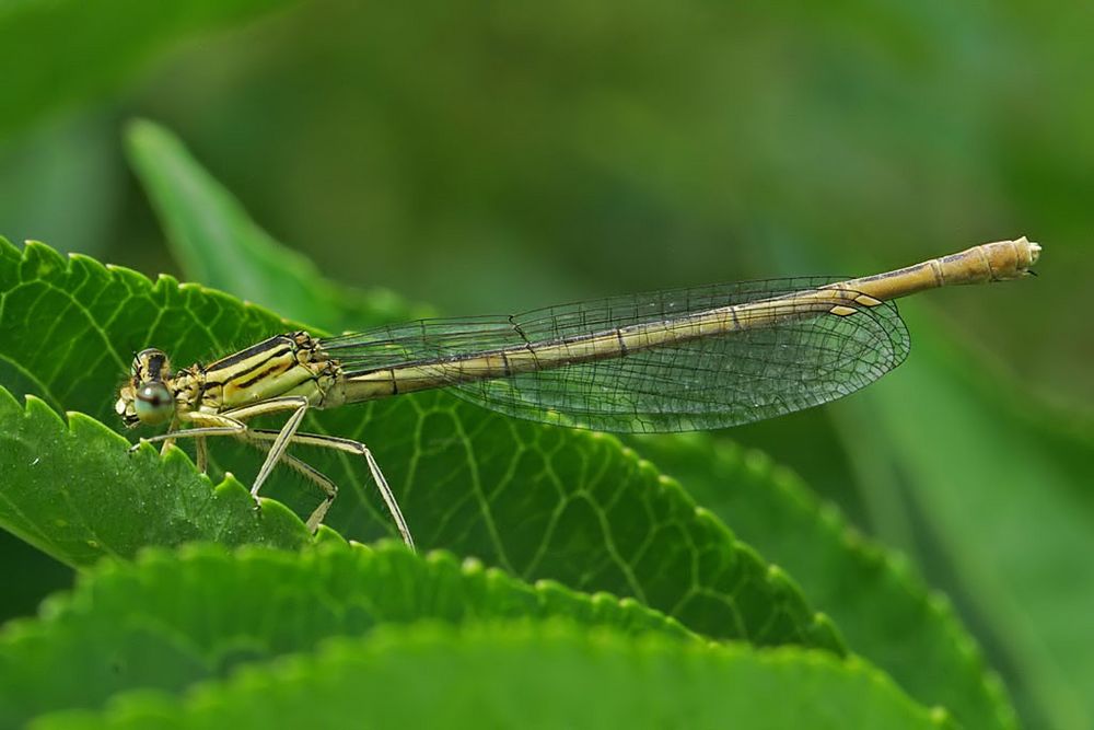 die "Blaue Federlibelle"