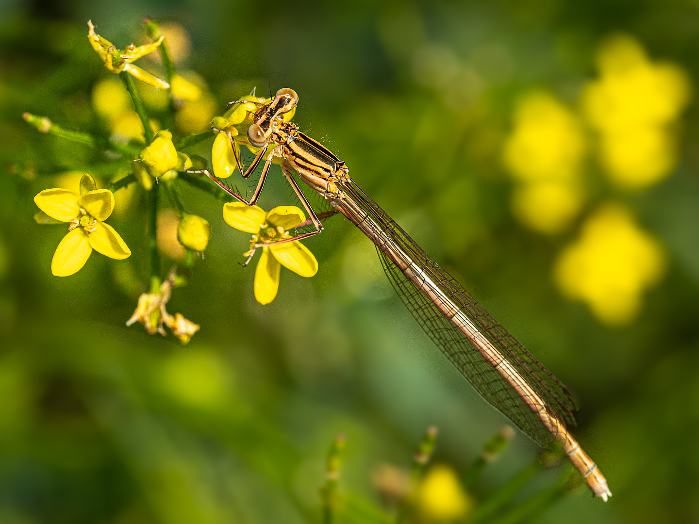 Die Blaue Federlibelle