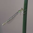 Die Blaue Federlibelle (Platycnemis pennipes)