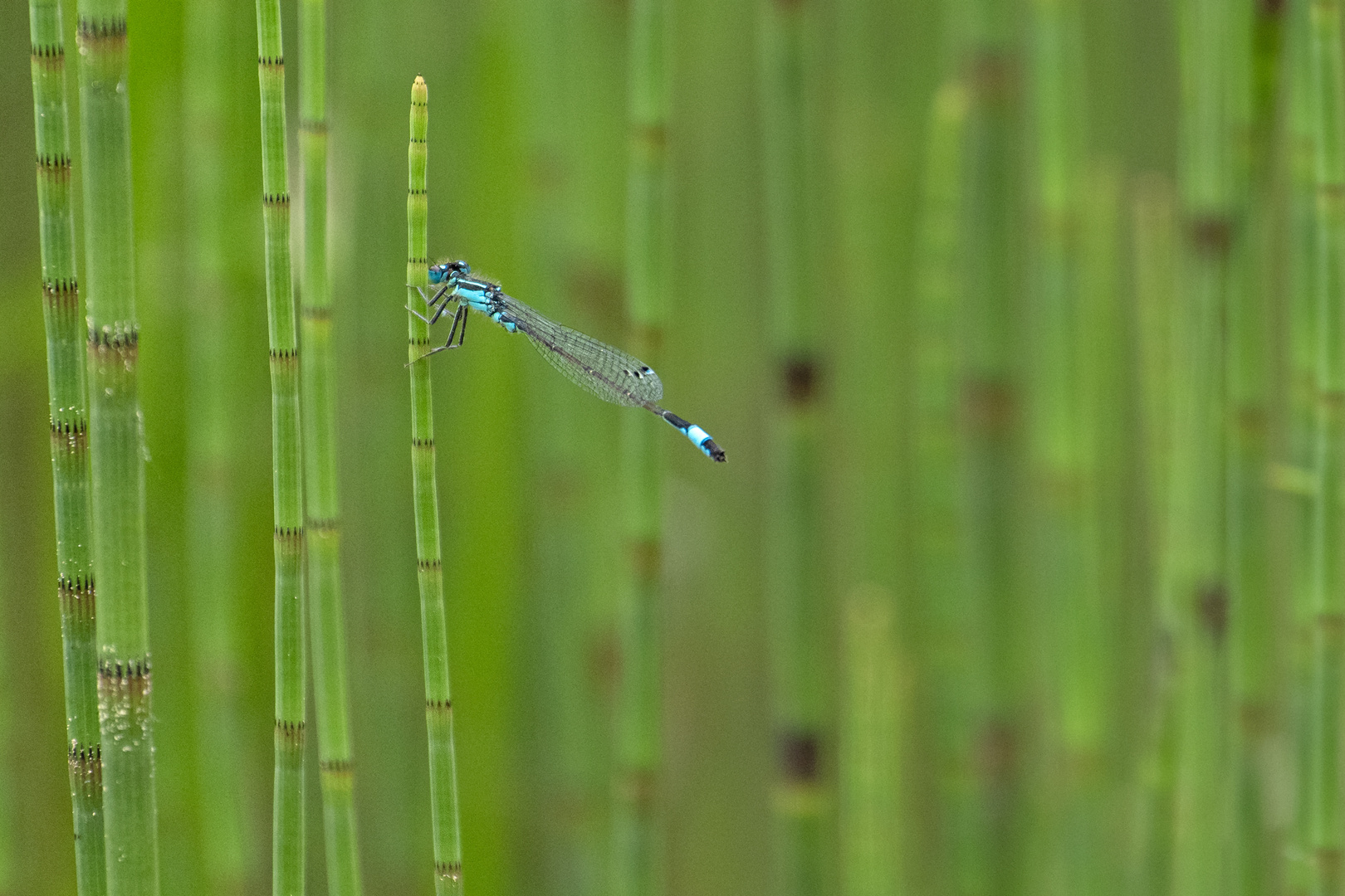 Die blaue Flagge hissen