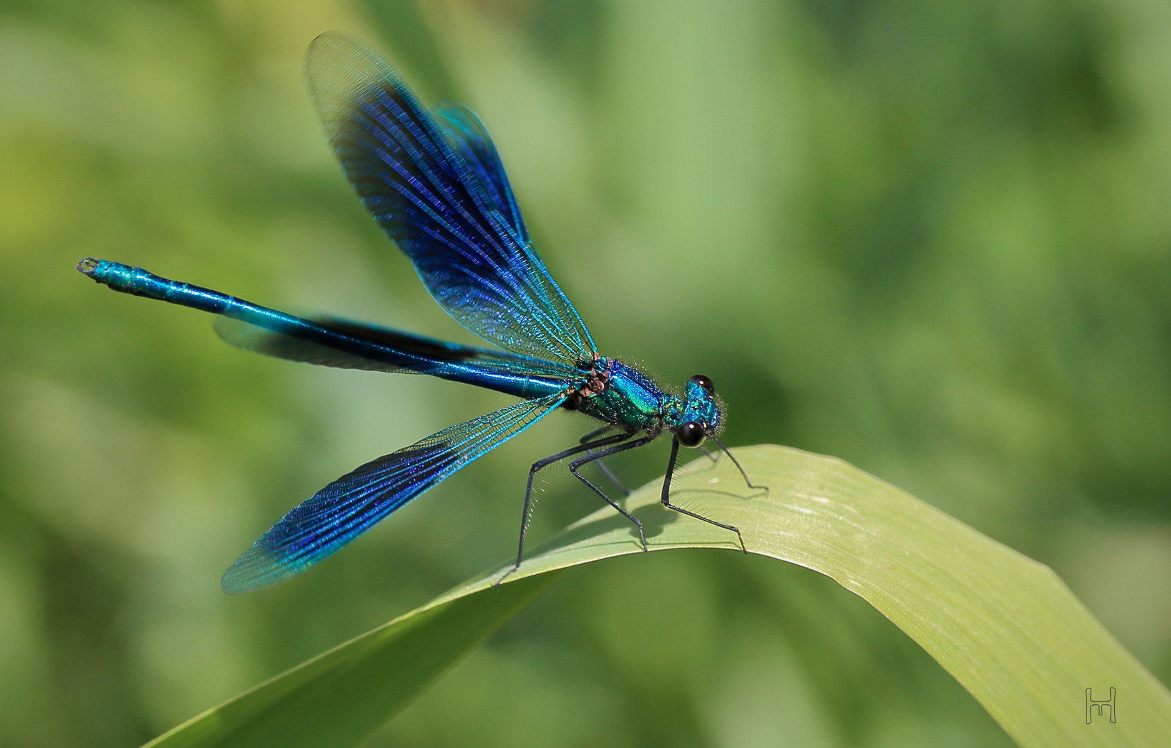 Die blaue Flügelpracht